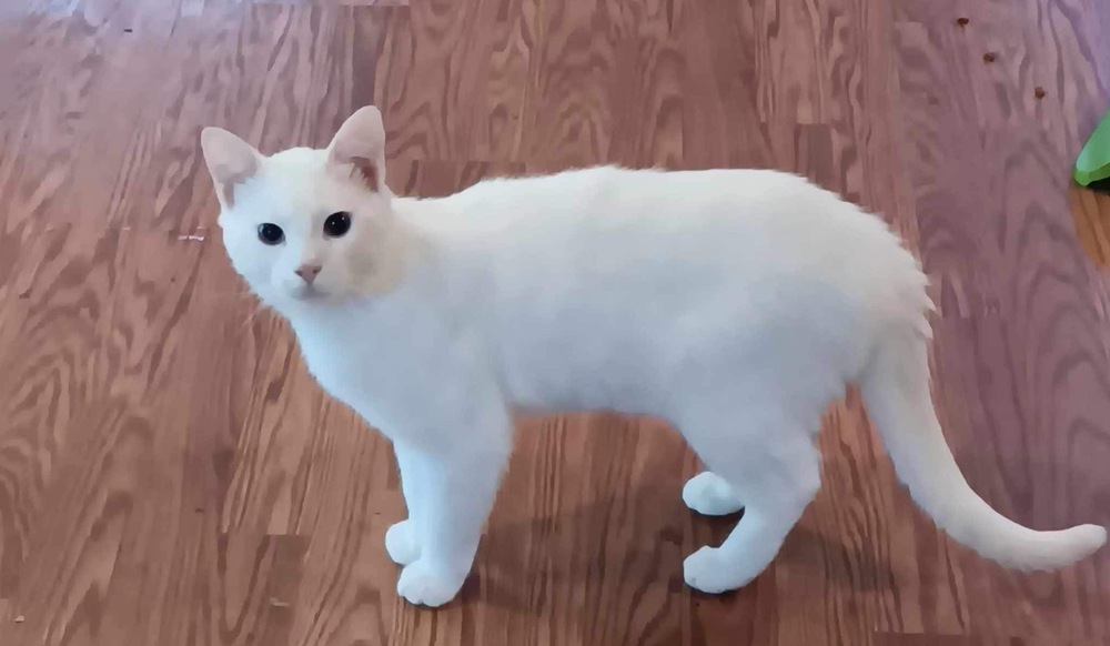 Scamper COURTESY POST (no adoption fee-FREE)