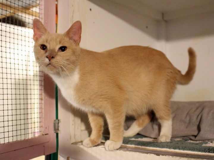 Cat for adoption Ariel, a Domestic Short Hair in Bolton, CT Petfinder