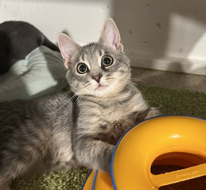 Cat for adoption Damien (BONDED PAIR), a Domestic Short Hair in