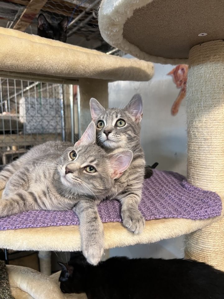 Cat for adoption Damien (BONDED PAIR), a Domestic Short Hair in