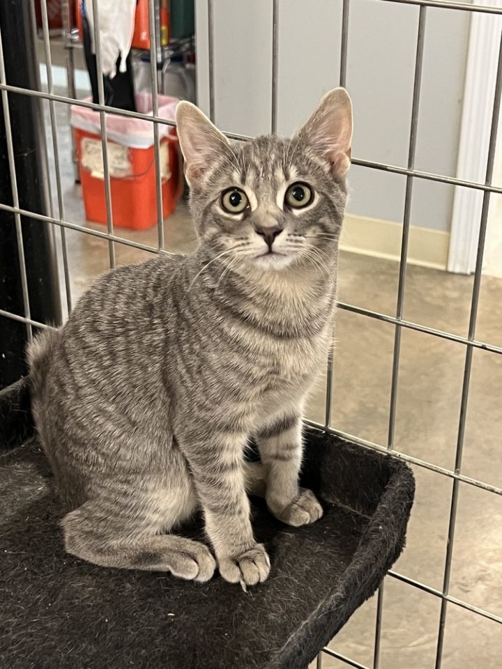 Cat for adoption Damien (BONDED PAIR), a Domestic Short Hair in