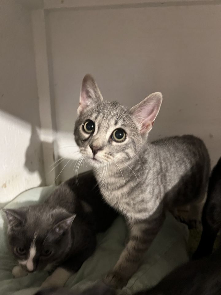 Cat for adoption Danny (BONDED PAIR), a Domestic Short Hair in Bolton