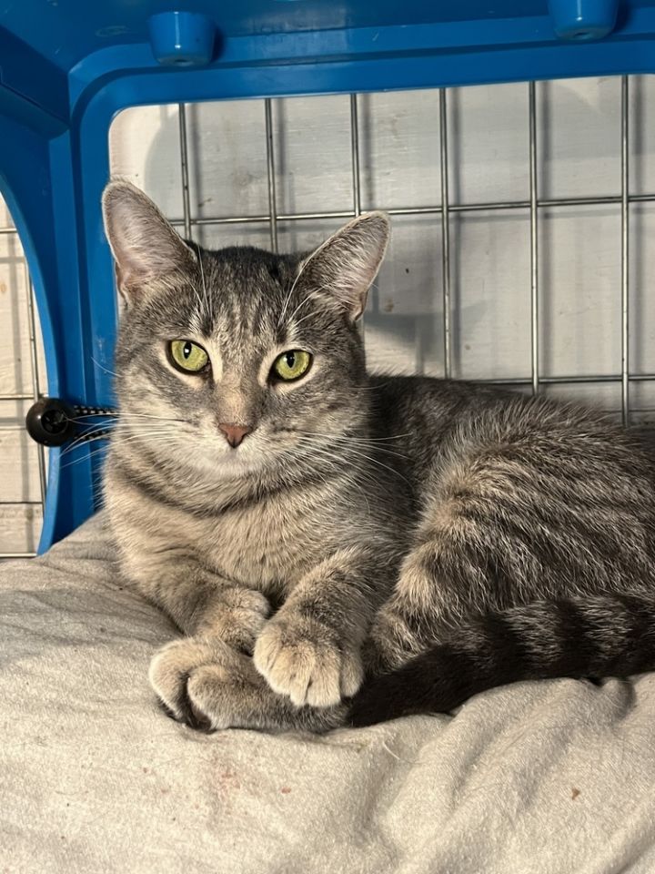 Cat for adoption Destiny, a Domestic Short Hair in Bolton, CT Petfinder