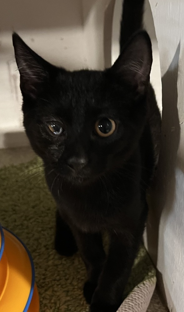 Cat for adoption Dora (BONDED PAIR), a Domestic Short Hair in Bolton