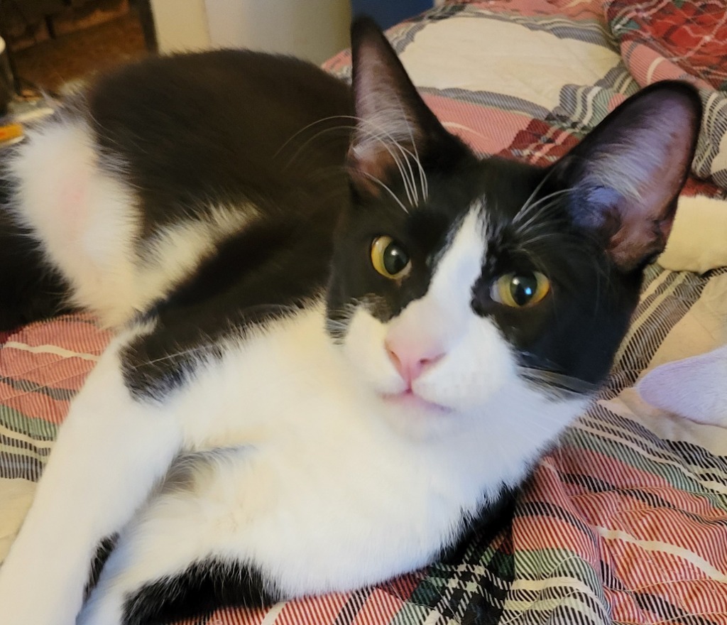 Rama, an adoptable Domestic Medium Hair in Palmer, AK, 99645 | Photo Image 1