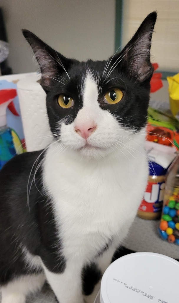 Rama, an adoptable Domestic Medium Hair in Palmer, AK, 99645 | Photo Image 3