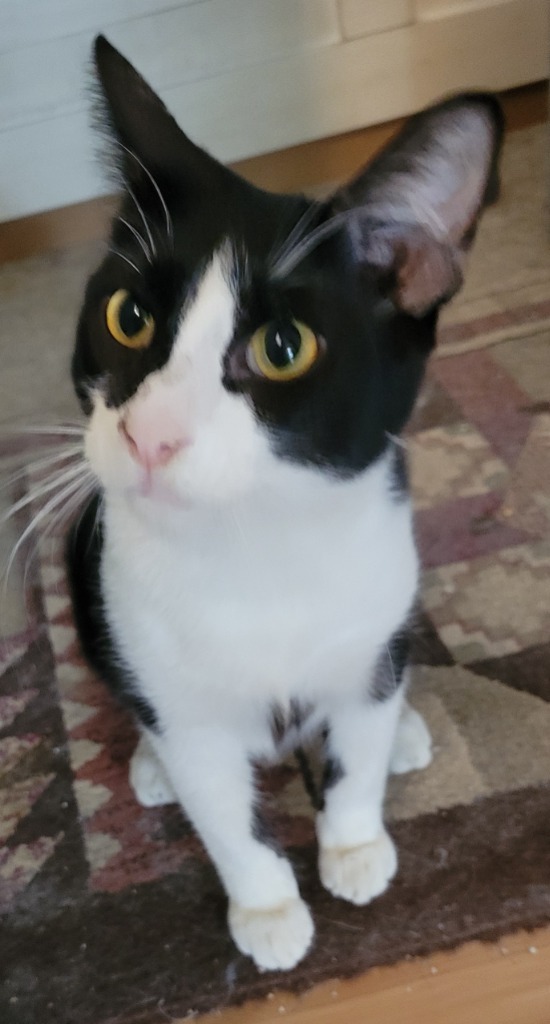 Rama, an adoptable Domestic Medium Hair in Palmer, AK, 99645 | Photo Image 4