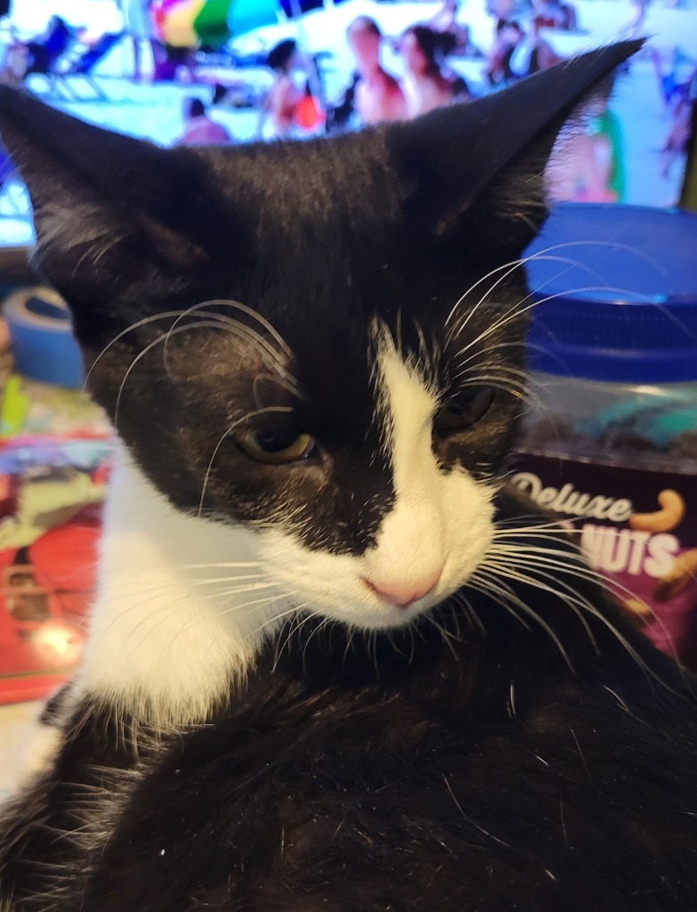 Rama, an adoptable Domestic Medium Hair in Palmer, AK, 99645 | Photo Image 5