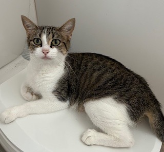 America, an adoptable Domestic Short Hair in Grand Junction, CO, 81505 | Photo Image 1