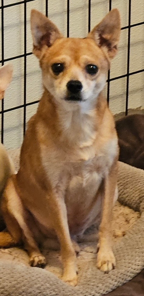 Warick, an adoptable Chihuahua in Thompson Falls, MT, 59873 | Photo Image 1