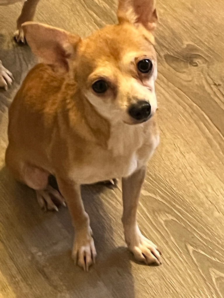Warick, an adoptable Chihuahua in Thompson Falls, MT, 59873 | Photo Image 2