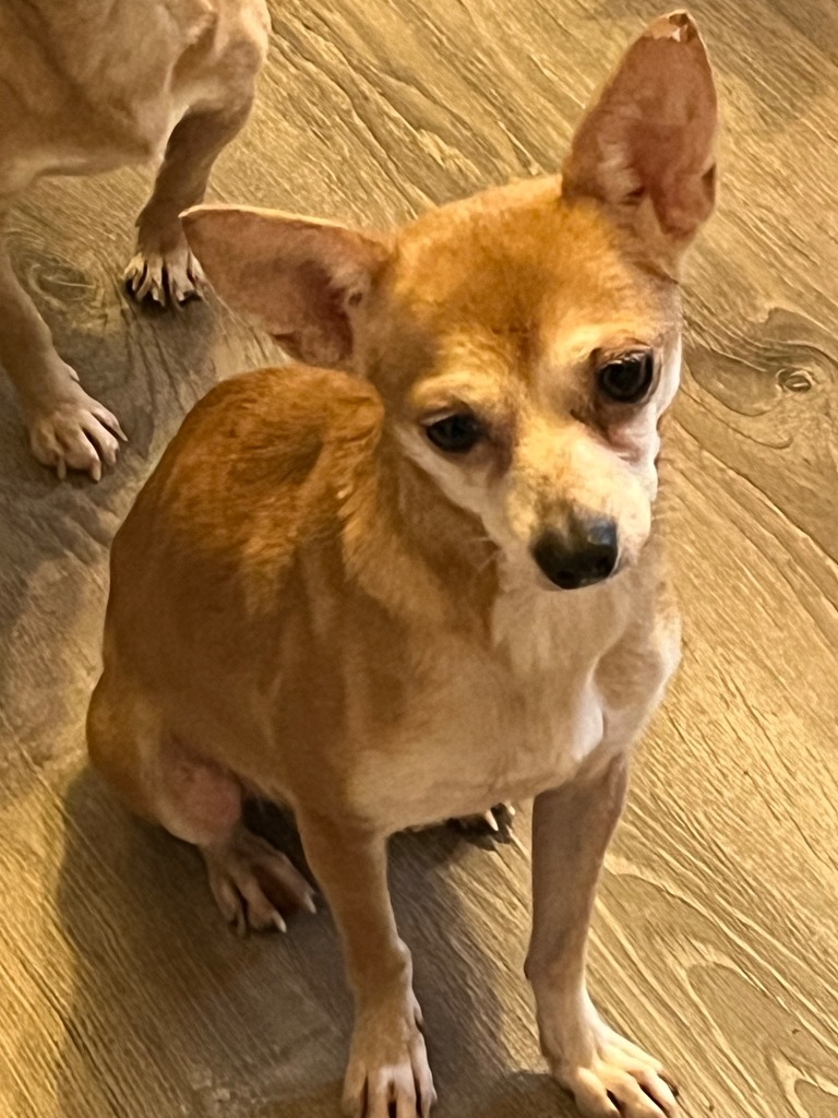 Warick, an adoptable Chihuahua in Thompson Falls, MT, 59873 | Photo Image 3