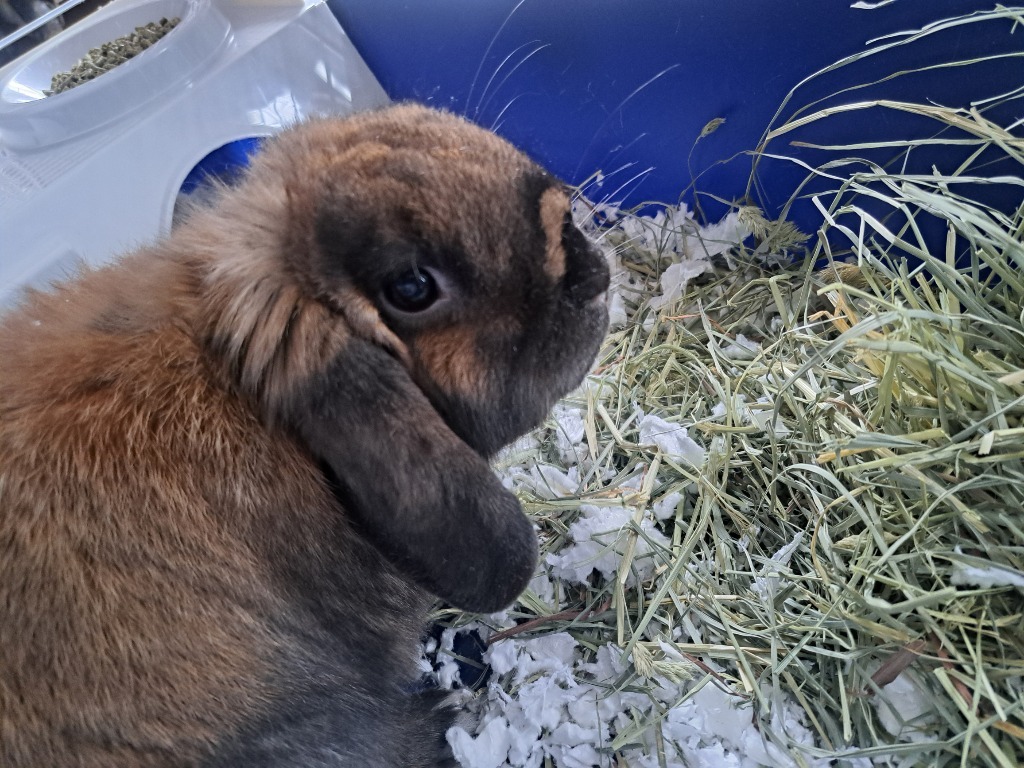 Bunny