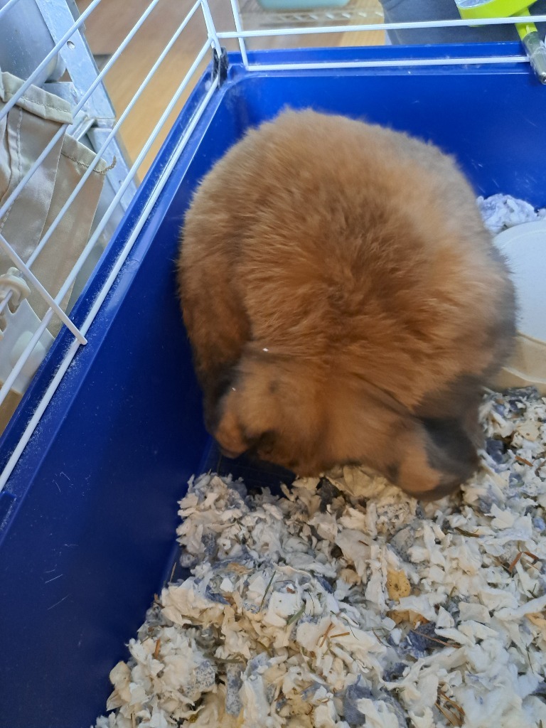 Bunny