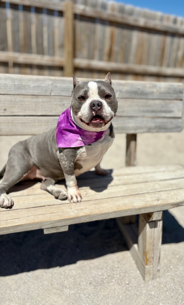 GiGi, an adoptable American Bulldog in Muskegon, MI, 49442 | Photo Image 1