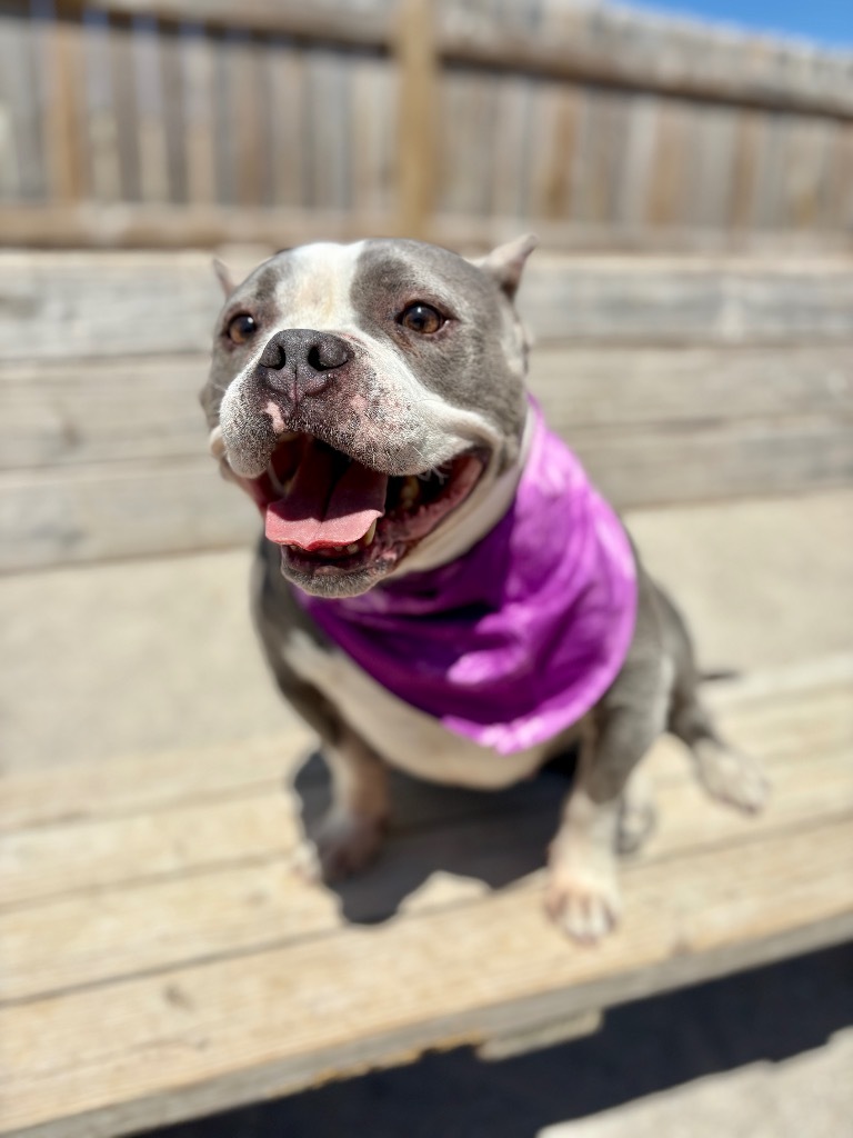 GiGi, an adoptable American Bulldog in Muskegon, MI, 49442 | Photo Image 3