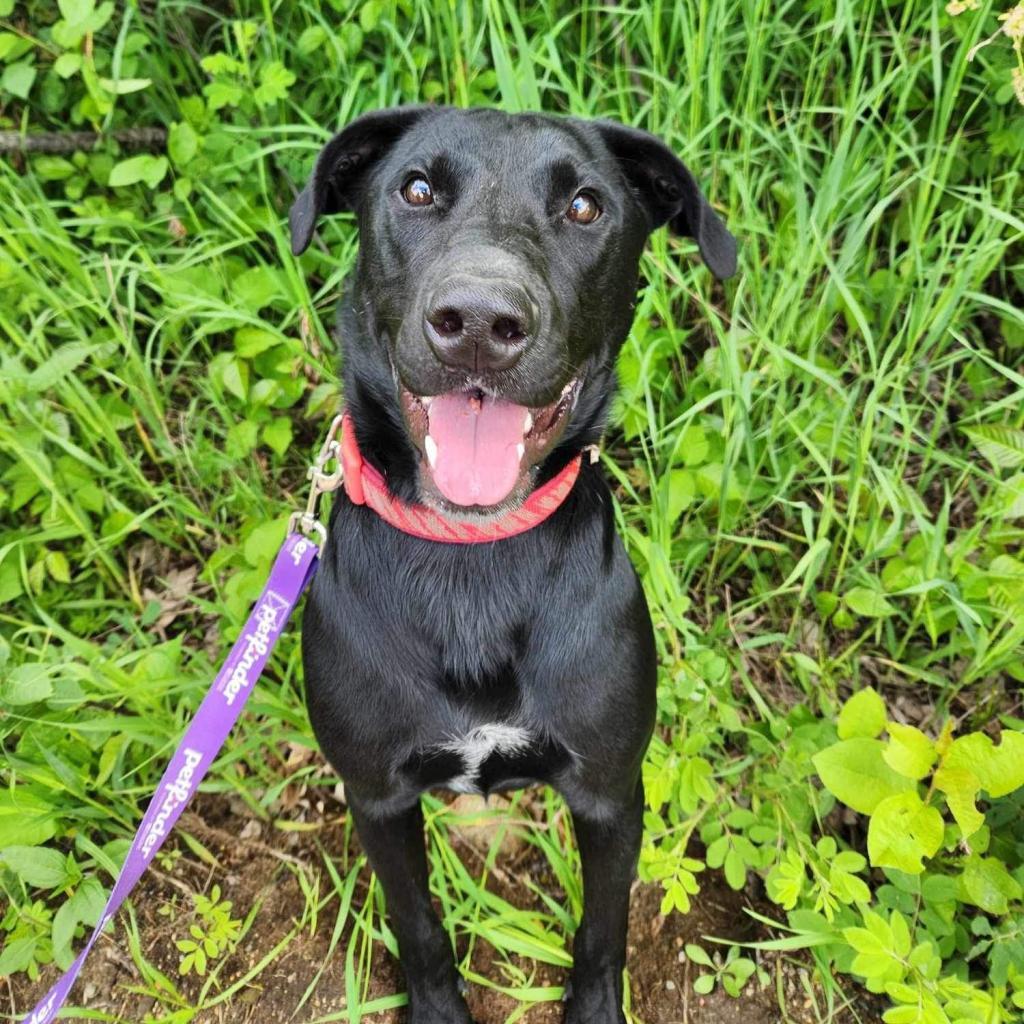 Half baked, an adoptable Black Labrador Retriever, German Shorthaired Pointer in Wadena, MN, 56482 | Photo Image 2