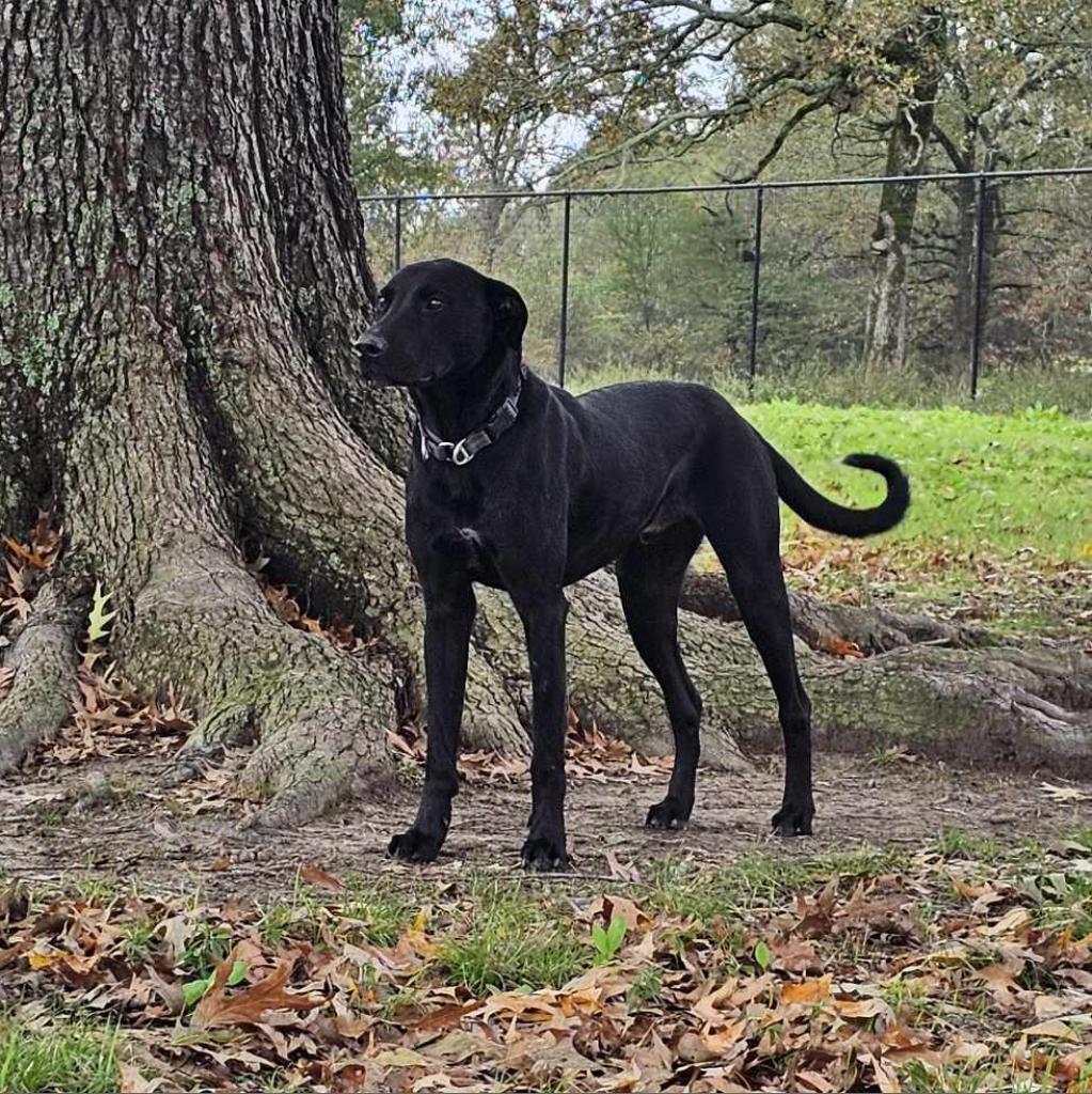 Half baked, an adoptable Black Labrador Retriever, German Shorthaired Pointer in Wadena, MN, 56482 | Photo Image 4