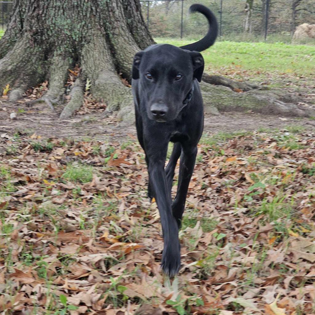 Half baked, an adoptable Black Labrador Retriever, German Shorthaired Pointer in Wadena, MN, 56482 | Photo Image 6