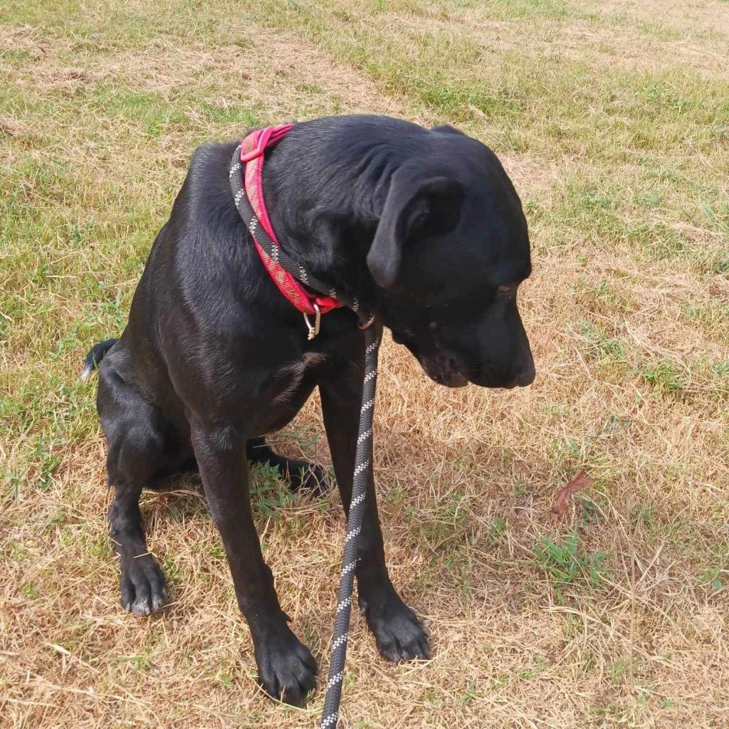 Half baked, an adoptable Black Labrador Retriever, German Shorthaired Pointer in Wadena, MN, 56482 | Photo Image 8