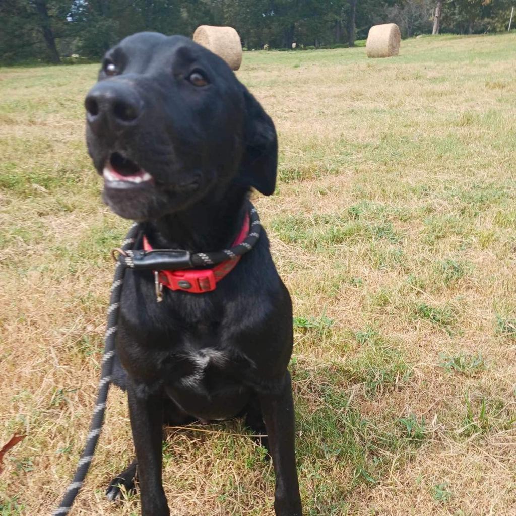 Half baked, an adoptable Black Labrador Retriever, German Shorthaired Pointer in Wadena, MN, 56482 | Photo Image 10
