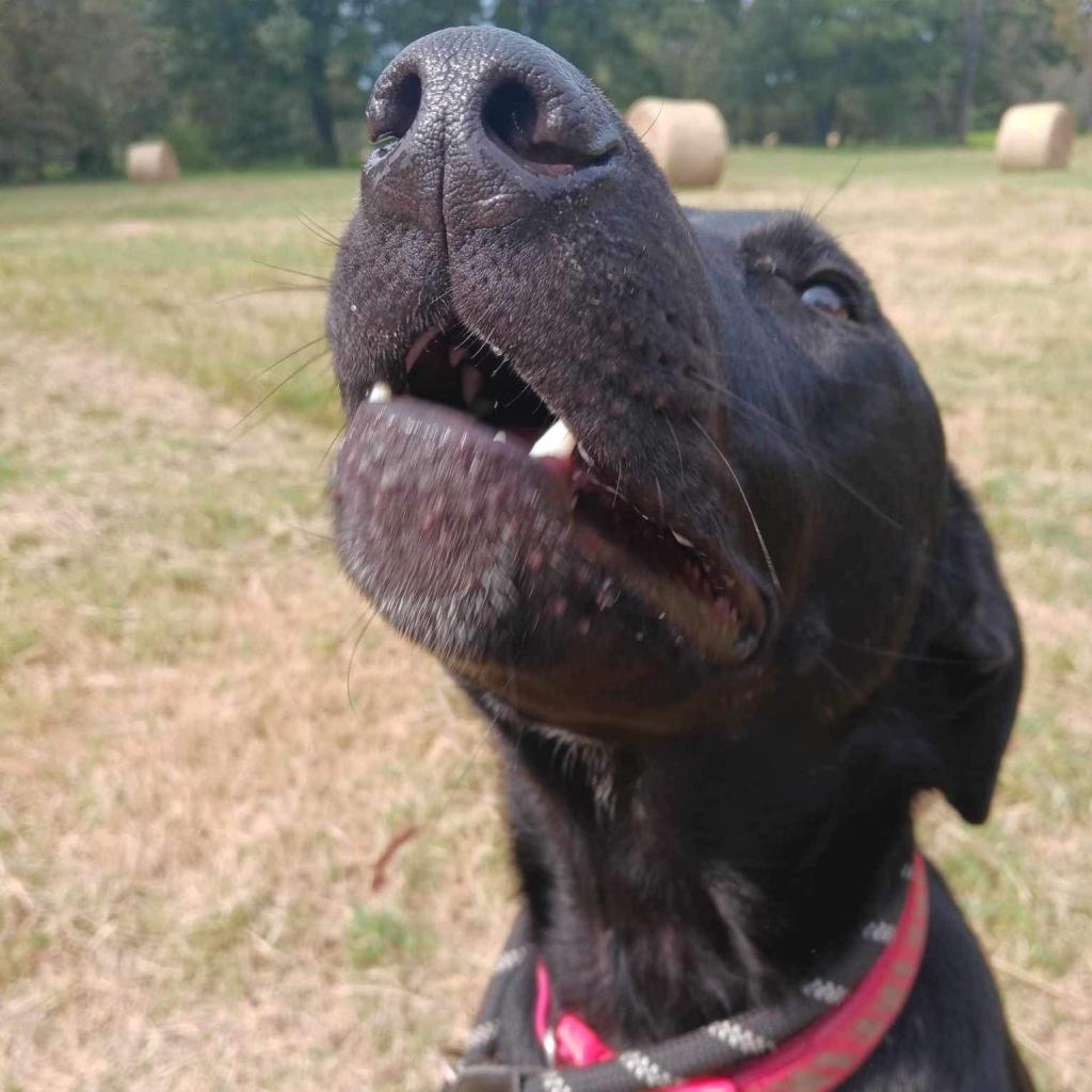 Half baked, an adoptable Black Labrador Retriever, German Shorthaired Pointer in Wadena, MN, 56482 | Photo Image 11