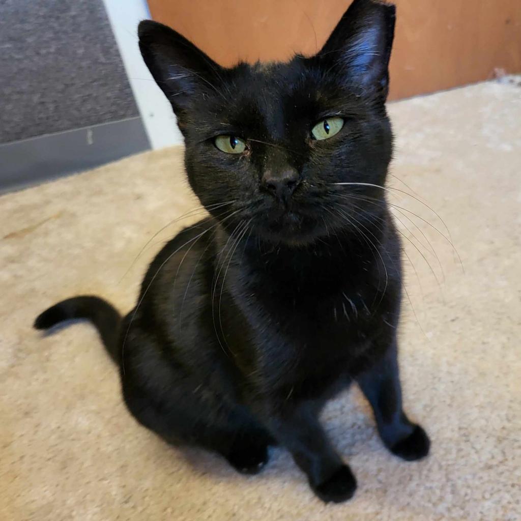 Casper, an adoptable Domestic Short Hair in Leander, TX, 78641 | Photo Image 1