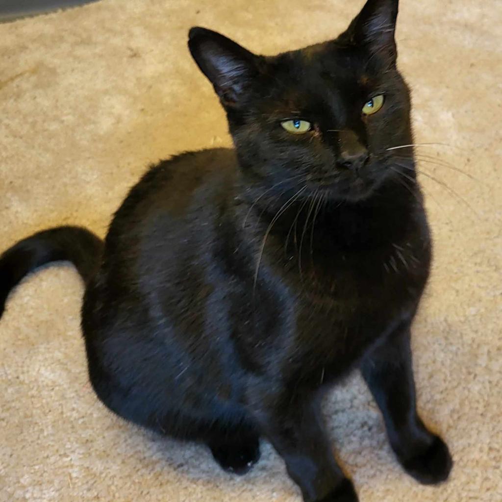 Casper, an adoptable Domestic Short Hair in Leander, TX, 78641 | Photo Image 2