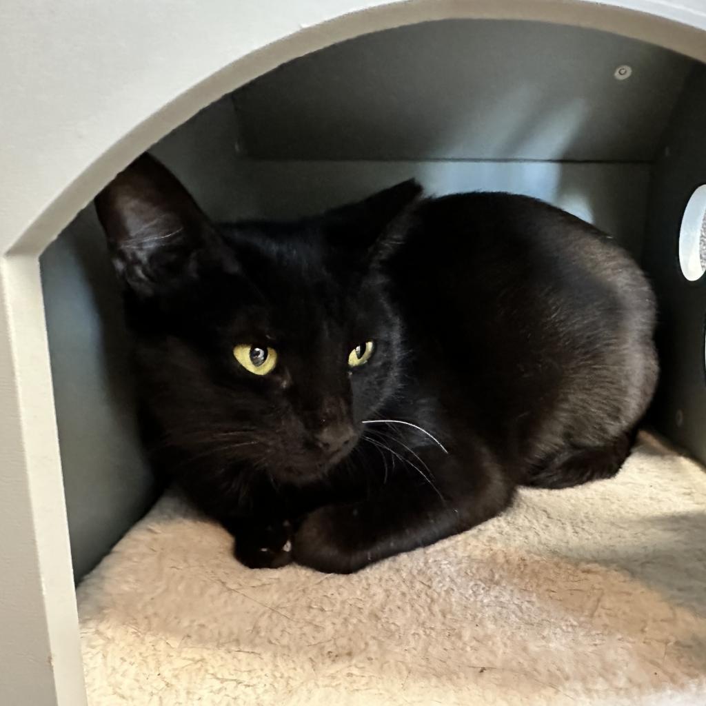 Casper, an adoptable Domestic Short Hair in Leander, TX, 78641 | Photo Image 3