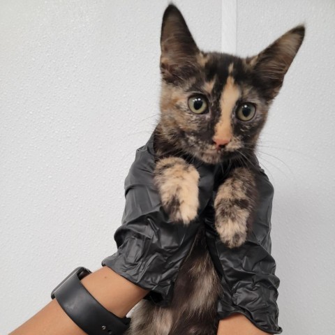 Calipso, an adoptable Domestic Short Hair in Abilene, TX, 79602 | Photo Image 1