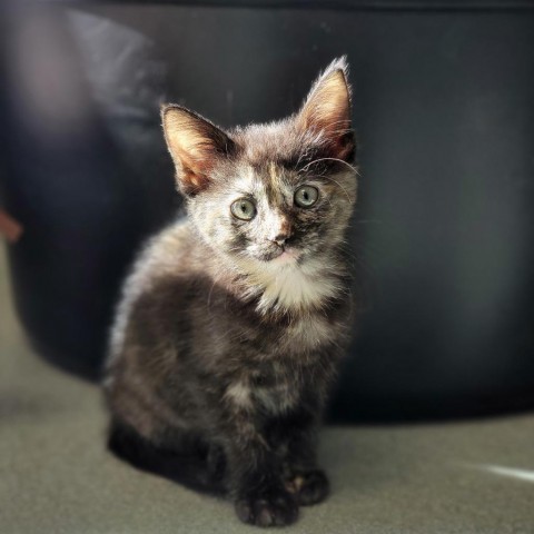 Autumn, an adoptable Domestic Short Hair in Abilene, TX, 79602 | Photo Image 1