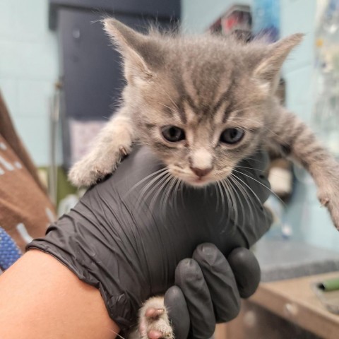 Barrel, an adoptable Domestic Short Hair in Abilene, TX, 79602 | Photo Image 1