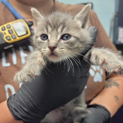 Oogie Boogie, an adoptable Domestic Short Hair in Abilene, TX, 79602 | Photo Image 1