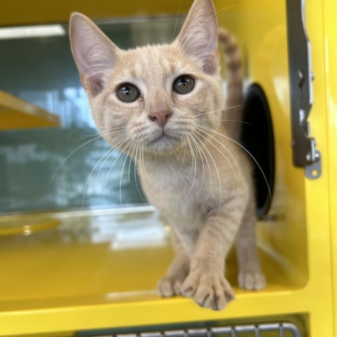 Carlton, an adoptable Domestic Short Hair in Abilene, TX, 79602 | Photo Image 1