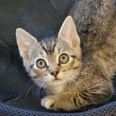 Shock, an adoptable Domestic Short Hair in Abilene, TX, 79602 | Photo Image 1