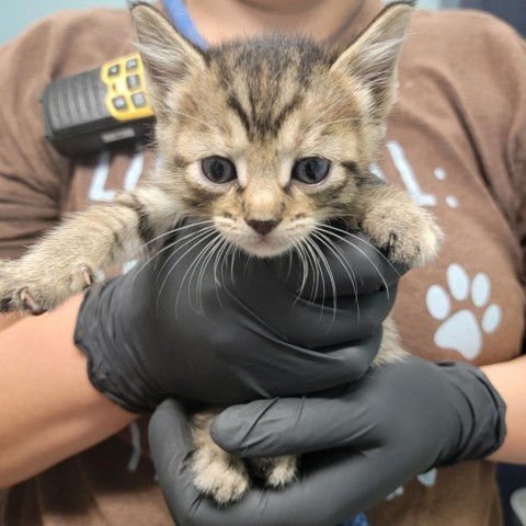 Shock, an adoptable Domestic Short Hair in Abilene, TX, 79602 | Photo Image 2