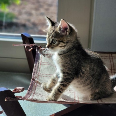 Shock, an adoptable Domestic Short Hair in Abilene, TX, 79602 | Photo Image 3