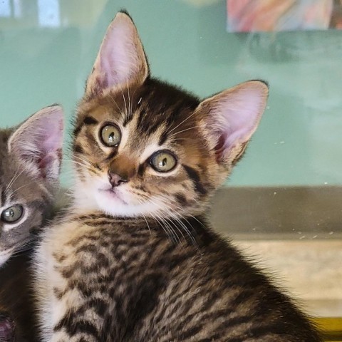 Lock, an adoptable Domestic Short Hair in Abilene, TX, 79602 | Photo Image 1