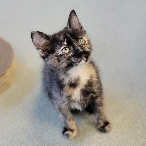 Ember, an adoptable Domestic Short Hair in Abilene, TX, 79602 | Photo Image 1