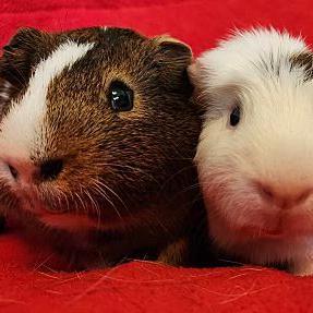 Bart, Adult Male Guinea Pig
