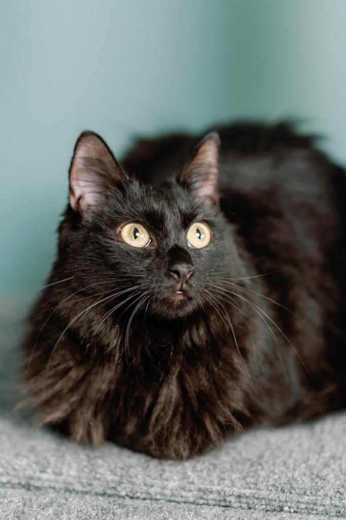 Mae