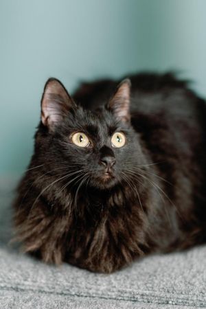 Mae, Adult Female Domestic Long Hair