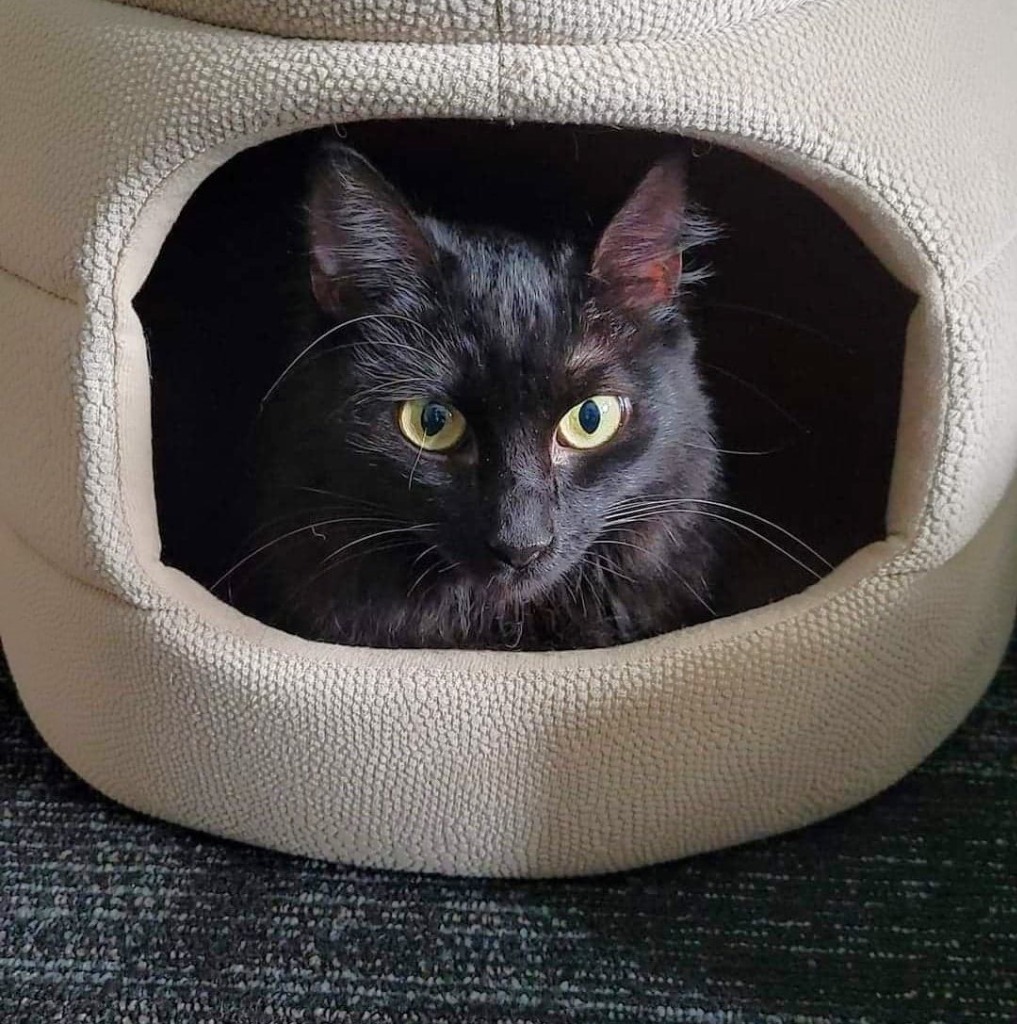 Mae