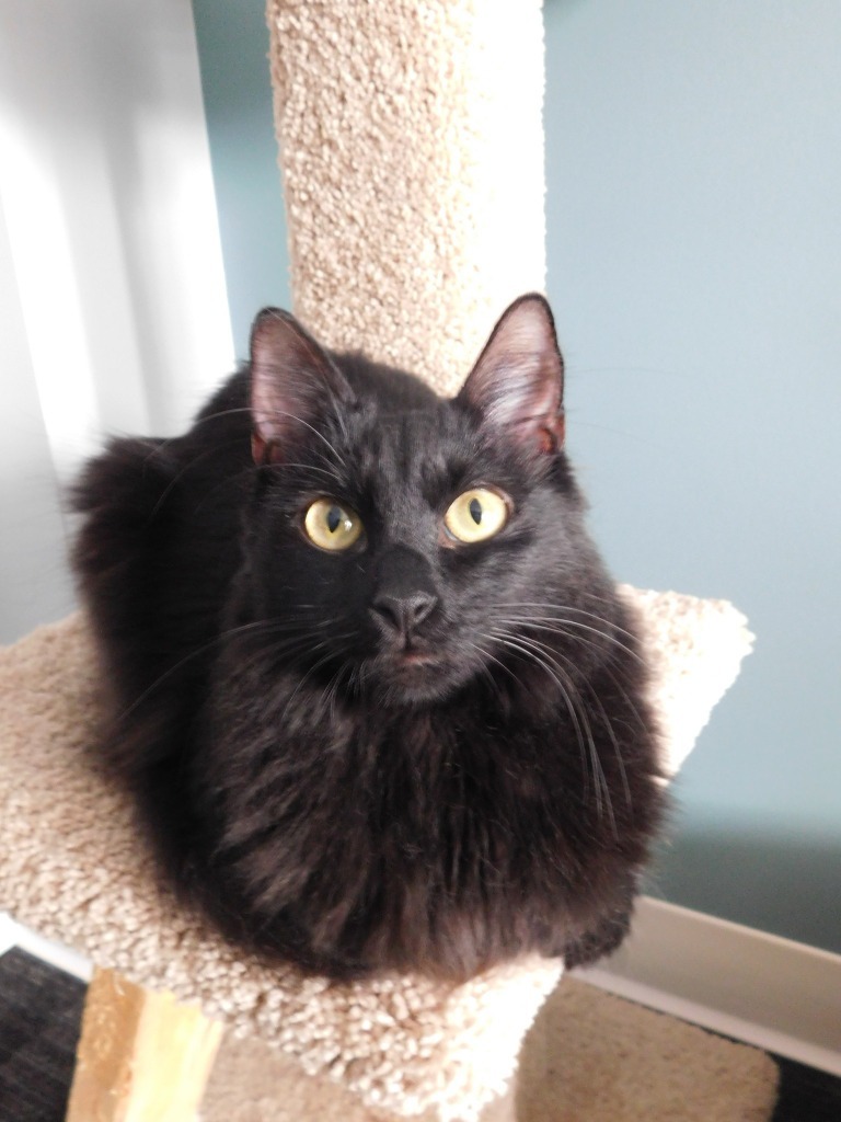 Mae
