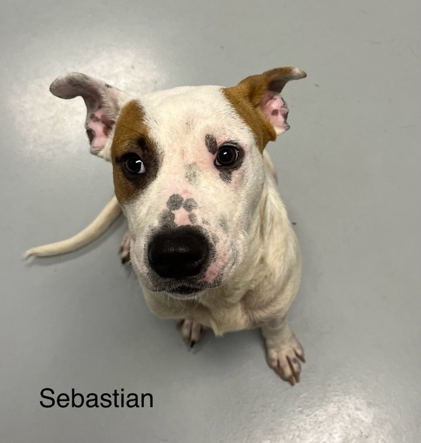 Sebastian