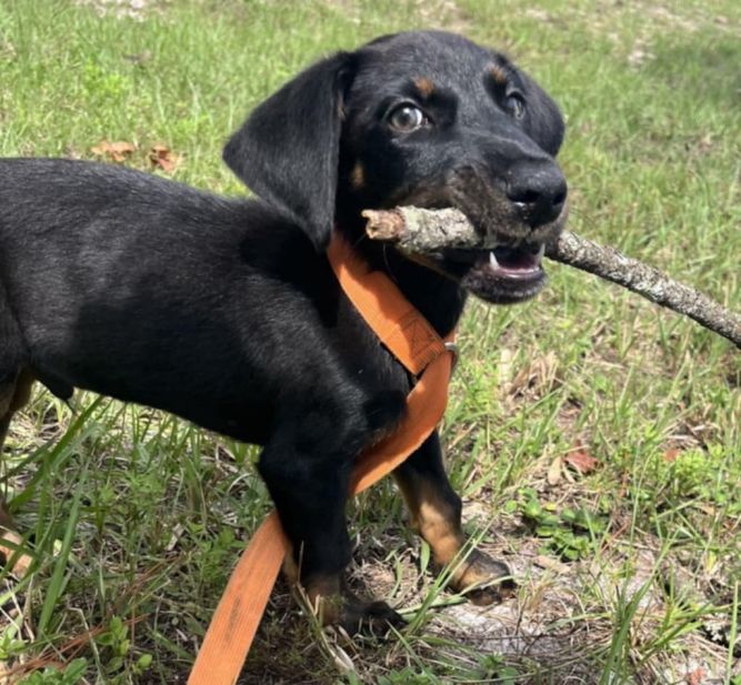 Dog for adoption Harry Potter, a Dachshund & Terrier Mix in St