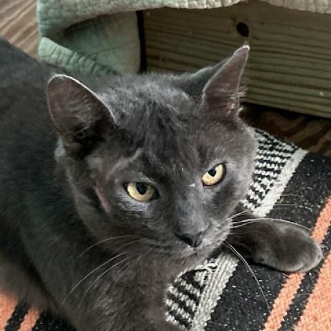 Milo, an adoptable Chartreux in Atlanta, GA, 30339 | Photo Image 3