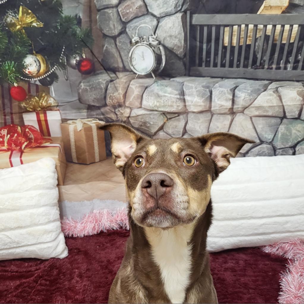 Maude