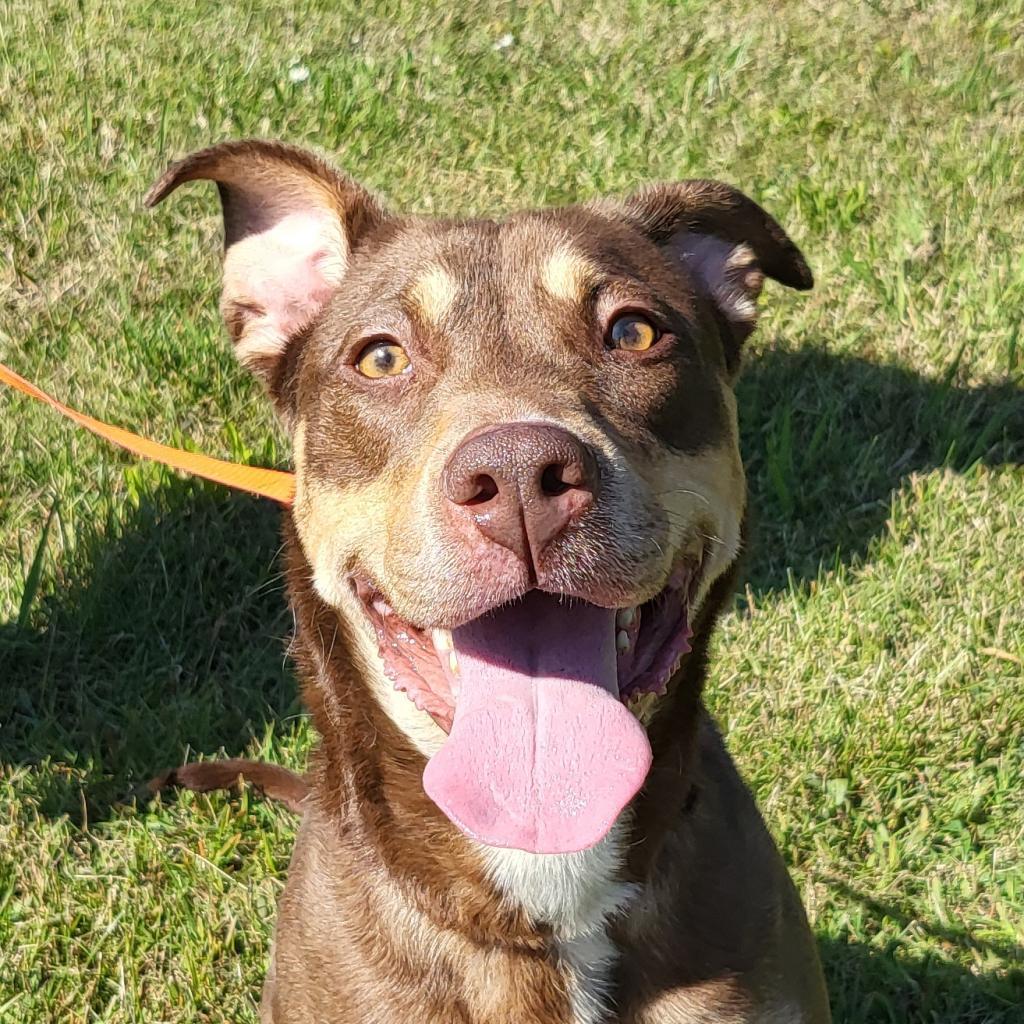Maude