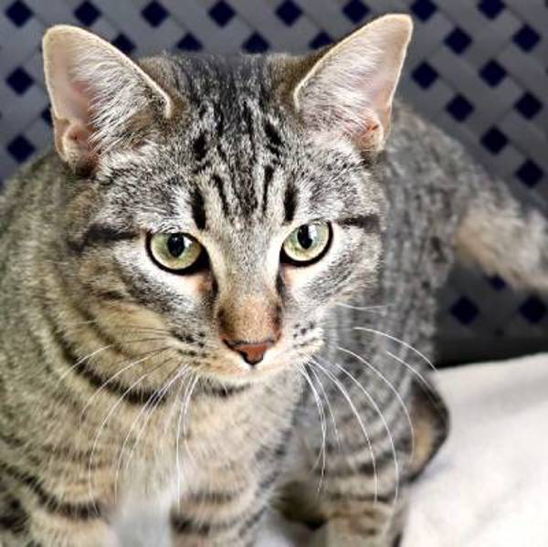 Miss Bacon, an adoptable Domestic Short Hair in Midland, TX, 79706 | Photo Image 1